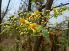 Grewia tiliifolia