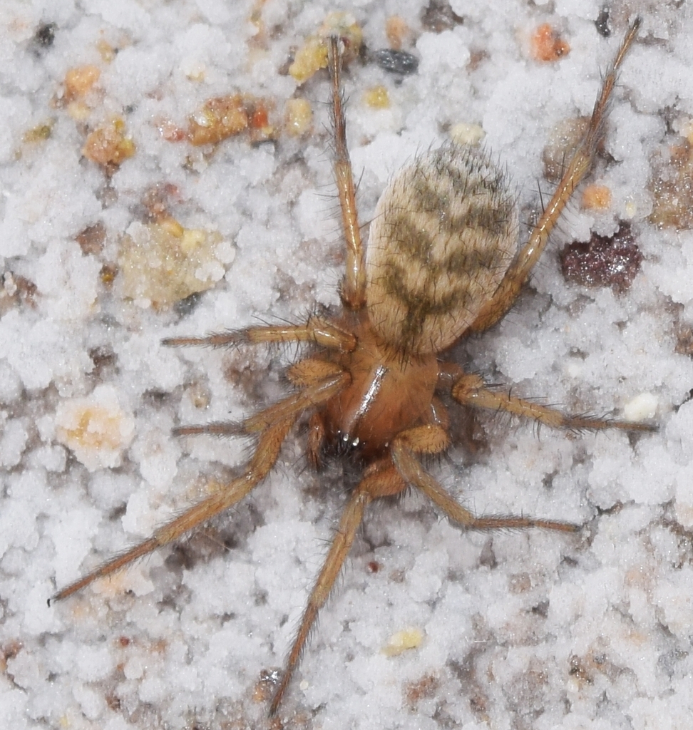 Synaphosus sauvage