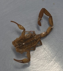 Centruroides limpidus