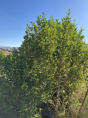 Baccharis heterophylla