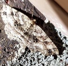 Melanolophia canadaria