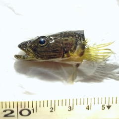 Glossogobius