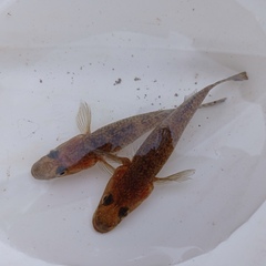 Glossogobius