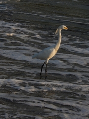 Egretta thula