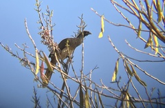 Ortalis poliocephala