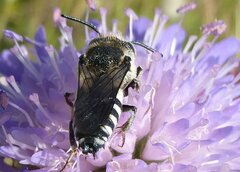 Coelioxys conoideus