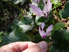 Cyclamen persicum