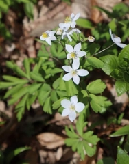 Isopyrum thalictroides