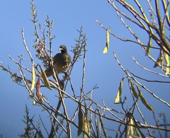 Ortalis poliocephala