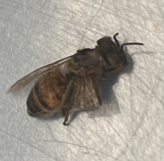 Apis mellifera