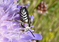 Coelioxys conoideus