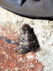 Condica vecors