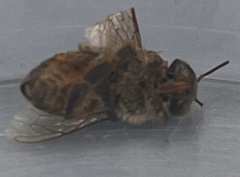 Apis mellifera