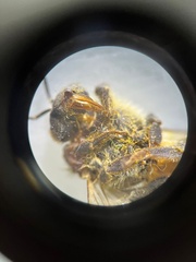 Apis mellifera