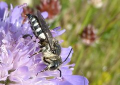 Coelioxys conoideus
