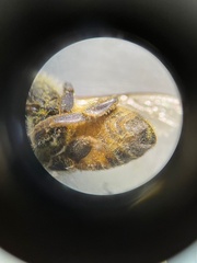 Apis mellifera