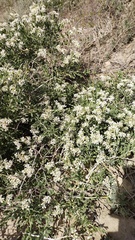 Atraphaxis frutescens