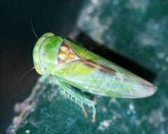 Viridicerus ustulatus