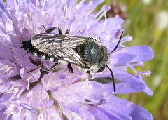 Coelioxys conoideus