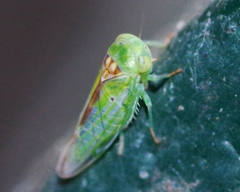 Viridicerus ustulatus