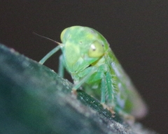 Viridicerus ustulatus