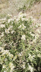 Atraphaxis frutescens