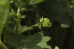 Alchemilla leiophylla