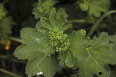 Alchemilla leiophylla