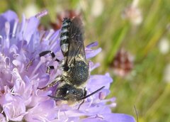 Coelioxys conoideus