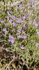 Limonium caspium