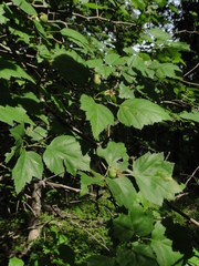 Crataegus mollis