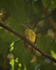 Dysithamnus mentalis