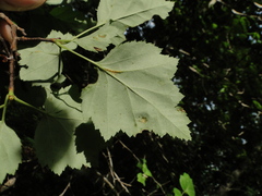Crataegus mollis