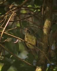 Dysithamnus mentalis