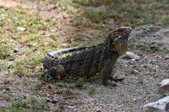 Cyclura nubila