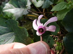 Cyclamen persicum