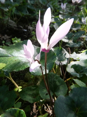 Cyclamen persicum