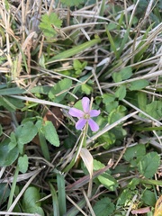 Oxalis debilis