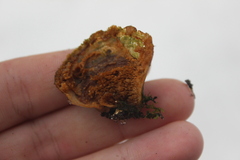 Phylloporia