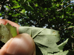 Crataegus mollis