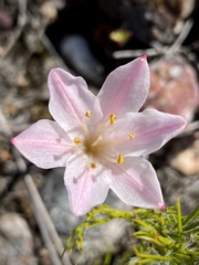 Cyrtanthus novus-annus