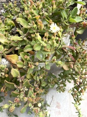 Mesembryanthemum aitonis