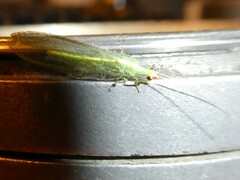 Chrysoperla pudica-group