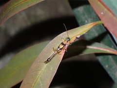Pygidicranidae