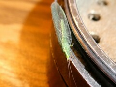 Chrysoperla pudica-group