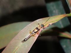 Pygidicranidae