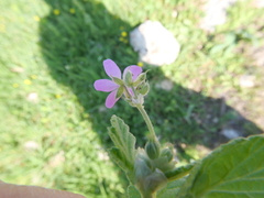 Erodium malacoides