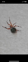 Araneus workmani