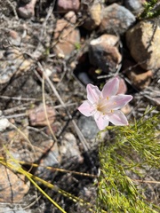 Cyrtanthus novus-annus