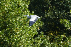 Ardea cinerea